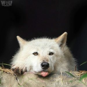 Meet your Posher, Rich